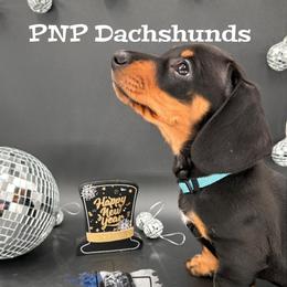 Miss Juliette - Black and tan female Dachshund puppy in Ben Wheeler, Texas from P&P Dachshunds