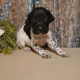 Boy 1 - Black and white male German Shorthaired Pointer puppy in Laporte, Minnesota from Northern Odyssey Gun Dogs