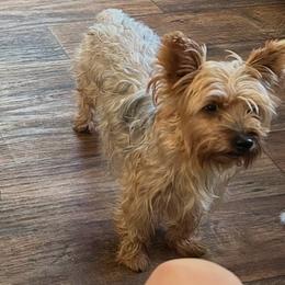 Daisy - Yorkshire Terrier