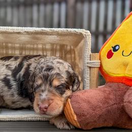 Acadia - Chocolate merle female Bernedoodle puppy in Lake Charles, Louisiana from Journey Doodles