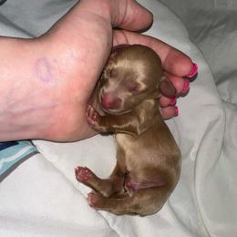 Lucky - Cream male Dachshund puppy in Westport, Kentucky from Lonestar Creek Farm