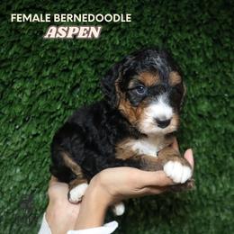 Aspen (Orange Collar) - Tri-color female Bernedoodle puppy in Palmetto Bay, Florida from SOMIDOODLES
