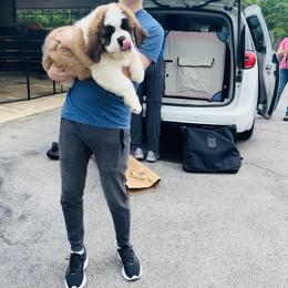 Saint Bernard Puppies from St Bernard Kingdom, LLC