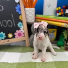 Daisy - Gray and white female Sheepadoodle puppy in Willacoochee, Georgia from Kitandkboodle's Doodles