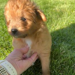 Cheddar - Red tri-color male Aussiedoodle puppy in Tonasket, Washington from V5 Aussies