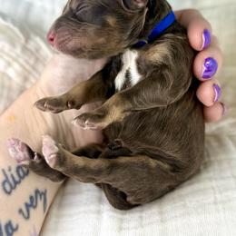 Blue collar - Brown and white male Bernedoodle puppy in Crete, Illinois from Plum Valley Pups