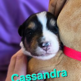 Cassandra - Black tri-color female Australian Shepherd puppy in Smithfield, Utah from Invictus Farms
