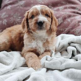 Macchiato - Apricot male Goldendoodle puppy in Atlanta, Georgia from Cedarcrest Goldendoodles