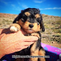 Mr. Onyx (Mr. Blue) - Black tri-color male Aussiedoodle puppy in Dolan Springs, Arizona from High Desert Companions