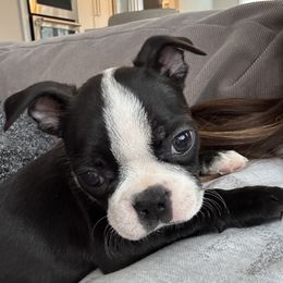 Noel - Black and white female Boston Terrier puppy in Wildwood, Missouri from Belleville Bostons