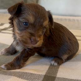 Rolo - Chocolate, tan and white male Yorkshire Terrier puppy in Calhoun, Georgia from Peach State Yorkies
