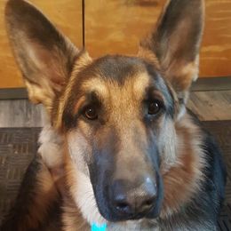German Shepherds from Finch's German Shepherds