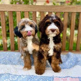 Bernedoodle puppies from Natural Doodle Life
