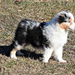 Australian Shepherd Puppies from Danell Australian Shepherd