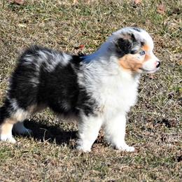 Australian Shepherd Puppies from Danell Australian Shepherd