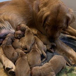 Male 7 - Dark golden male Golden Retriever puppy in Lebanon, Oregon from Dark Goldens on Hilltop