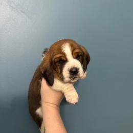 Rubeus Hagrid - Mahogany and white male Basset Hound puppy in Leroy, Michigan from Iron Sentry Farms