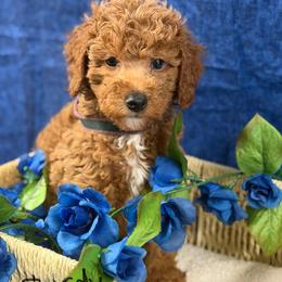 Purdy boy blue - Red  male Poodle puppy in Haines City, Florida from Camic Cockapoos