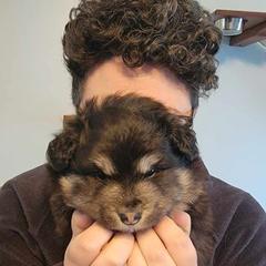 Finnish Lapphund Puppies from Tulikettu Kennel