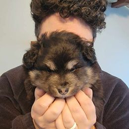 Finnish Lapphund Puppies from Tulikettu Kennel