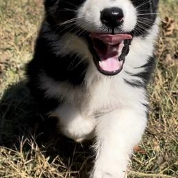 Australian Shepherds and Toy Australian Shepherds from Hidden Creek Kennels