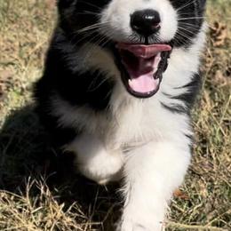 Australian Shepherds and Toy Australian Shepherds from Hidden Creek Kennels