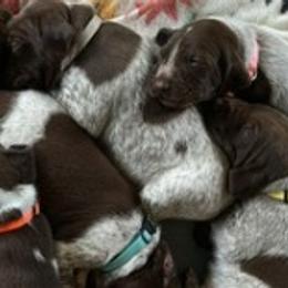German Shorthaired Pointers from Brianna Potts White
