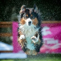 Wager - Australian Shepherd
