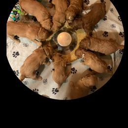 Bernedoodle and Goldendoodle Puppies from I Dream of Doodles