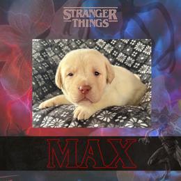 Max - Yellow female Labrador Retriever puppy in Sullivan, Missouri from O’Dell Labs