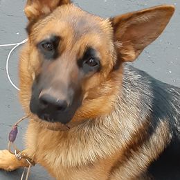 German Shepherds from Karen's Kennel