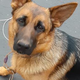 German Shepherds from Karen's Kennel