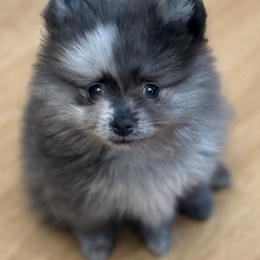 Pomeranian puppies from My Heart Pomeranians