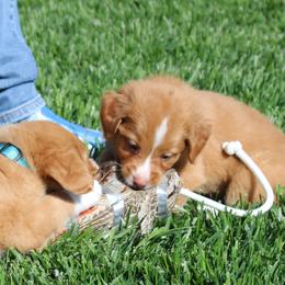 Nova Scotia Duck Tolling Retriever Puppies from Red Hill Tollers