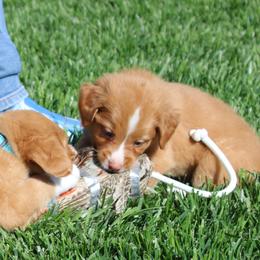 Nova Scotia Duck Tolling Retriever Puppies from Red Hill Tollers