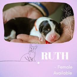 Ruth - Black and tan female Pembroke Welsh Corgi puppy in South Otselic, New York from Ridge Top Corgis
