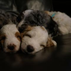 Bernedoodle and Golden Mountain Doodle Puppies from Pup Paw-fection