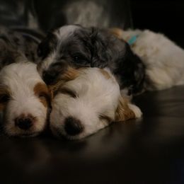 Bernedoodle and Golden Mountain Doodle Puppies from Pup Paw-fection
