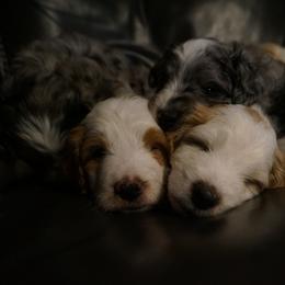 Bernedoodle and Golden Mountain Doodle Puppies from Pup Paw-fection
