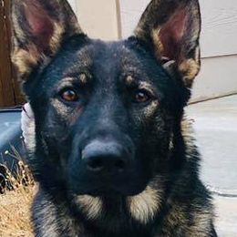 German Shepherds and German Shorthaired Pointers from Z Haus Kennels