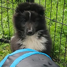 Max - Black and white male Shetland Sheepdog puppy in Weedsport, New York from M&M Shelties and Smooch-A-Bulls English Bulldogs