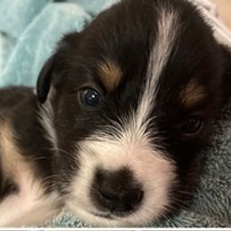 Australian Shepherds from Harbor Aussies