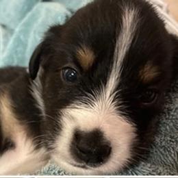 Australian Shepherds from Harbor Aussies