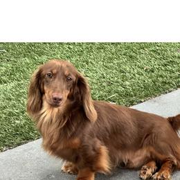 Oz - Dachshund