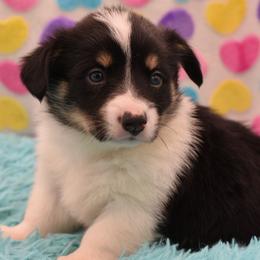 Bristol - Fluffy - Black and tan female American Corgi puppy in Lithia, Florida from Diamondcrest Inc