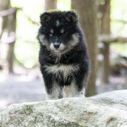 Pomsky Puppies from New World Pomskies