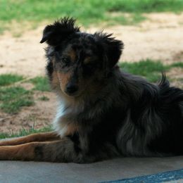 Miniature Australian Shepherds and Toy Australian Shepherds from K3 Toy and Miniature Australian Shepherds