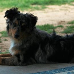 Miniature Australian Shepherds and Toy Australian Shepherds from K3 Toy and Miniature Australian Shepherds