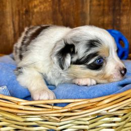 Stitch - Blue merle male Toy Australian Shepherd puppy in Tonasket, Washington from V5 Aussies