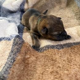 A1-1 Sable Boy - Sable male German Shepherd puppy in Lincoln, California from Valor-K9s